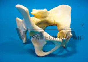 Paediatric Pelvis 45